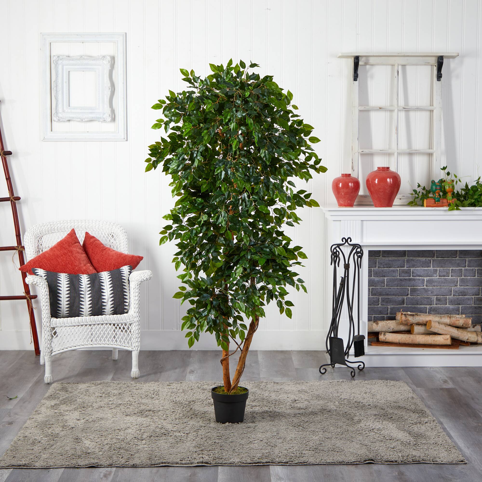 6ft. Potted Elegant Ficus Tree